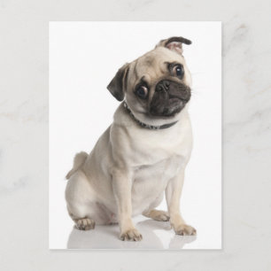 Pug Briefkaart