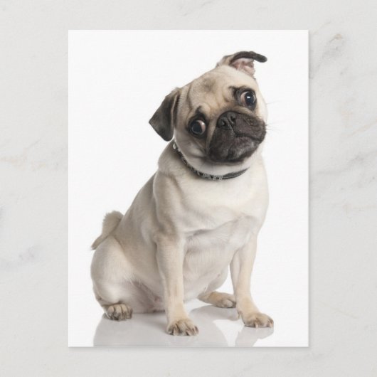 Pug Briefkaart (Voorkant)