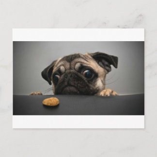 Pug Briefkaart