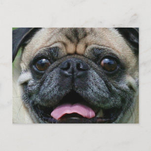 Pug Briefkaart