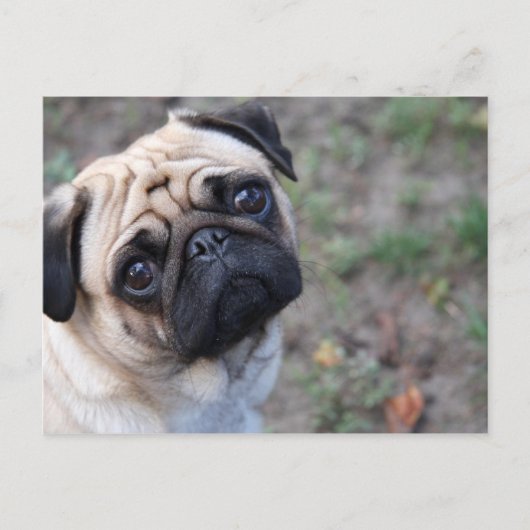 PUG BRIEFKAART (Voorkant)