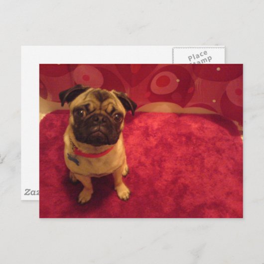 Pug Briefkaart Machi (Voorkant / Achterkant)