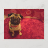Pug Briefkaart Machi (Voorkant)
