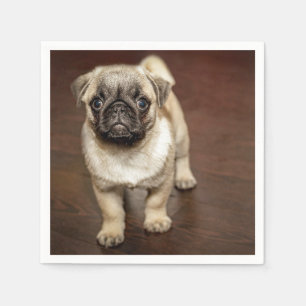 Pug Brown Dog Foto Servet