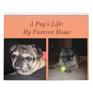 Pug Calendar Kalender