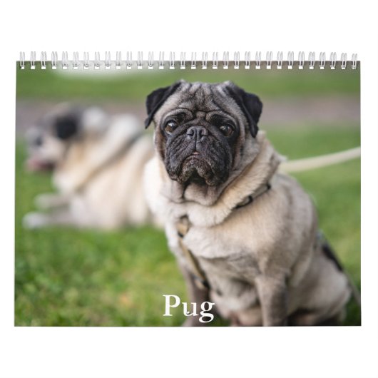 Pug Calendar Kalender (Hoes)