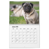 Pug Calendar Kalender (Jan 2026)