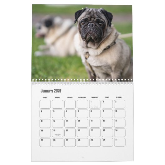 Pug Calendar Kalender (Jan 2026)
