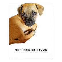 Pug + Chihuahua = AWWW Schattigee puppy mix ooit
