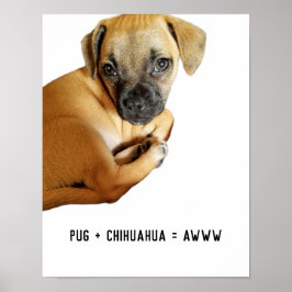 Pug + Chihuahua = AWWW Schattigee puppy mix ooit Poster