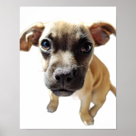 Pug + Chihuahua = Schattigee Puppy Dog Ever Poster