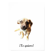 Pug Chihuahua ¡Te quiero! puppy
