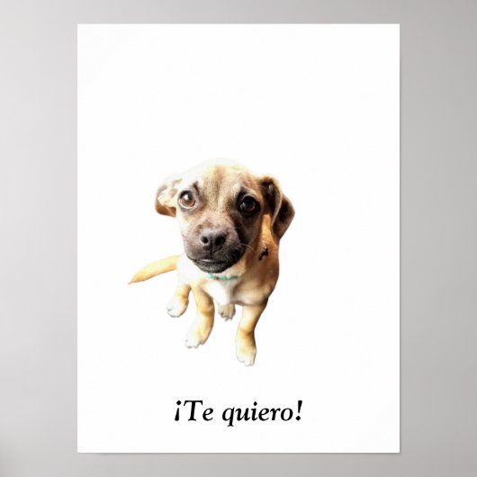 Pug Chihuahua ¡Te quiero! puppy Poster (Voorkant)