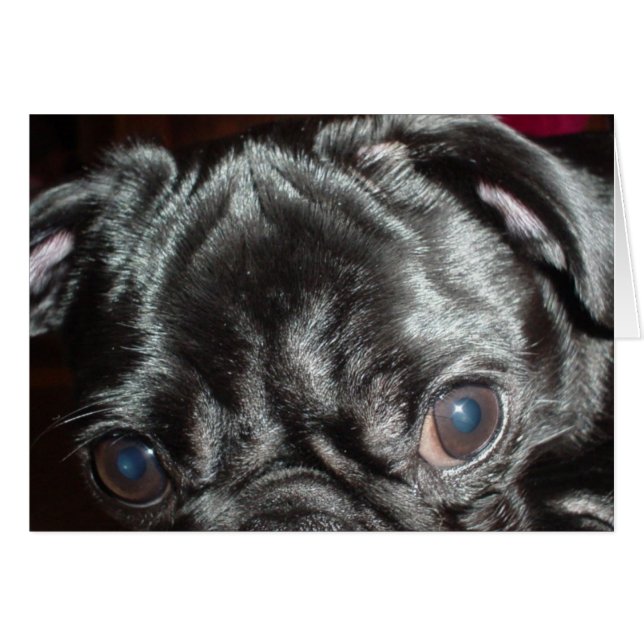 Pug Closeup Card - Blank binnen (Voorkant Horizontaal)