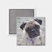 Pug Closeup Magneet (Voorkant / Achterkant)