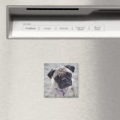 Pug Closeup Magneet (Insitu (Vaatwasser))