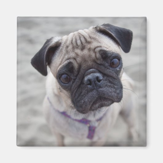 Pug Closeup Magneet (Voorkant)
