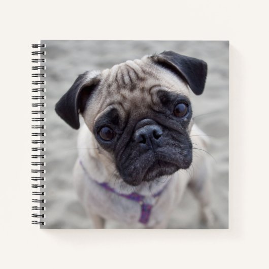 Pug Closeup Notitieboek (Voorkant)