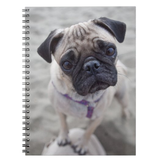 Pug Closeup Notitieboek (Voorkant)