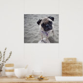 Pug Closeup Poster (Keuken)