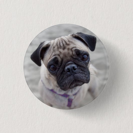 Pug Closeup Ronde Button 3,2 Cm (Voorkant)