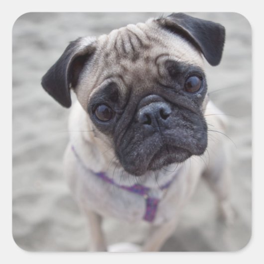 Pug Closeup Vierkante Sticker (Voorkant)