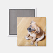 Pug Cross Cavalier King Charles Spaniel Magneet (Voorkant / Achterkant)