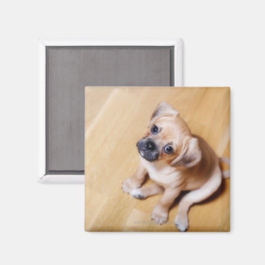 Pug Cross Cavalier King Charles Spaniel Magneet (Voorkant / Achterkant)