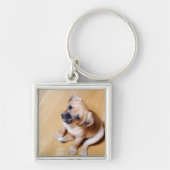 Pug Cross Cavalier King Charles Spaniel Sleutelhanger (Voorkant)