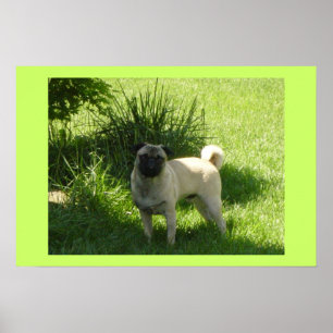 Pug day poster