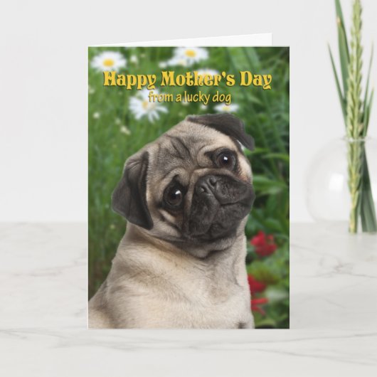 Pug de Kaart van het Moederdag (Voorkant)