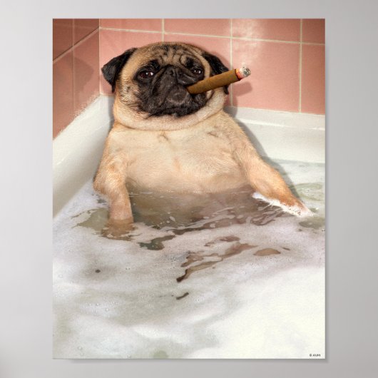Pug die Bubble Bath pakt Poster (Voorkant)