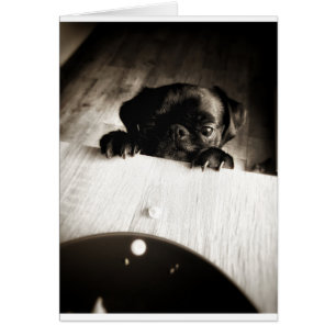 pug die in bw gluren