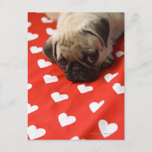 Pug die op bed ligt, sluit dicht. briefkaart
