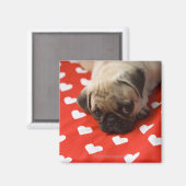 Pug die op bed ligt, sluit dicht. magneet (Voorkant / Achterkant)
