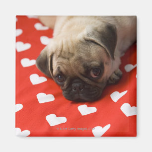 Pug die op bed ligt, sluit dicht. magneet
