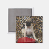 Pug die tegen de dierlijke afdruk zit magneet (Voorkant / Achterkant)