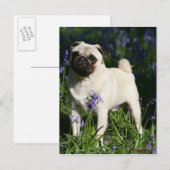 Pug die van Fawn zich in de Klokjes bevinden Briefkaart (Voorkant / Achterkant)