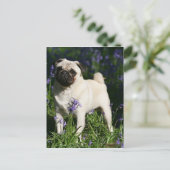 Pug die van Fawn zich in de Klokjes bevinden Briefkaart (Staand voorkant)