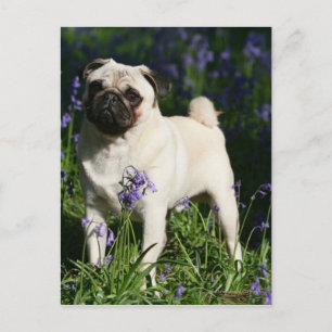 Pug die van Fawn zich in de Klokjes bevinden Briefkaart
