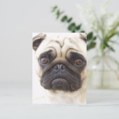Pug Dog Briefkaart (Staand voorkant)