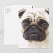 Pug Dog Briefkaart (Voorkant / Achterkant)