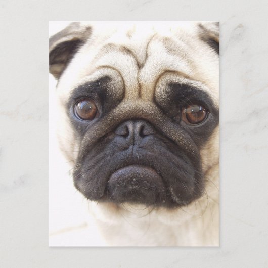 Pug Dog Briefkaart (Voorkant)