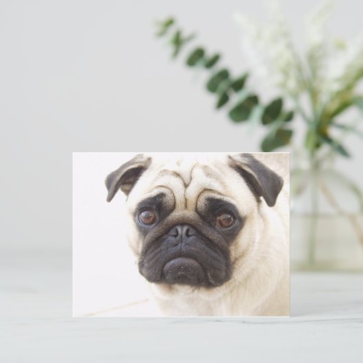 Pug Dog Briefkaart (Staand voorkant)