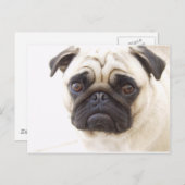 Pug Dog Briefkaart (Voorkant / Achterkant)