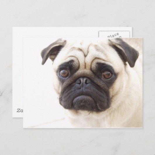 Pug Dog Briefkaart (Voorkant / Achterkant)