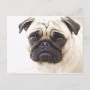 Pug Dog Briefkaart