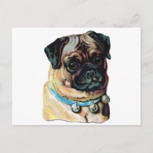 Pug Dog  Briefkaart