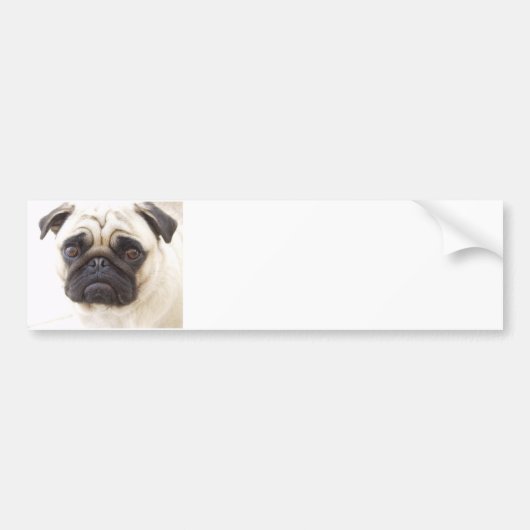 Pug Dog Bumpersticker
 Bumpersticker (Voorkant)