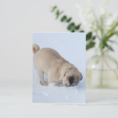 Pug Dog die de wintersneeuw speelt Briefkaart (Staand voorkant)